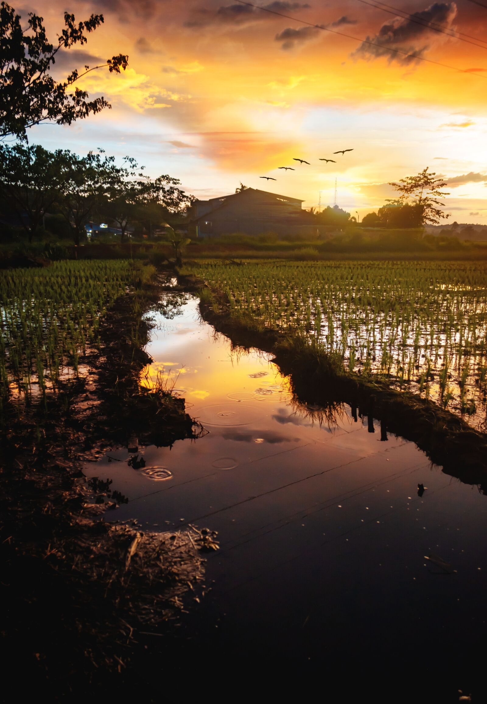 Nikon D5200 sample photo. Sunset, golden hour, sun photography