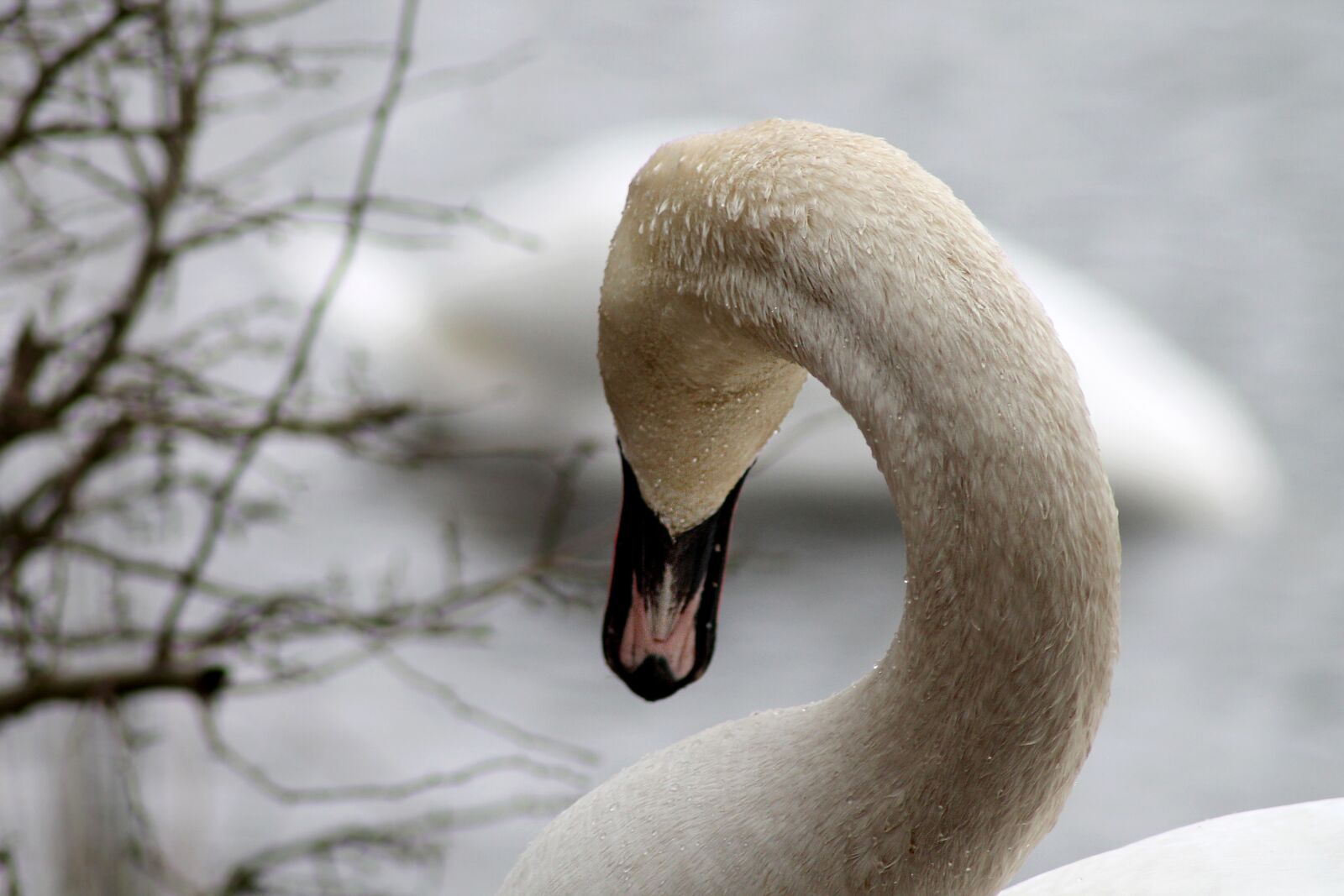 Canon EOS 1100D (EOS Rebel T3 / EOS Kiss X50) sample photo. Swan, swimming bird, national photography