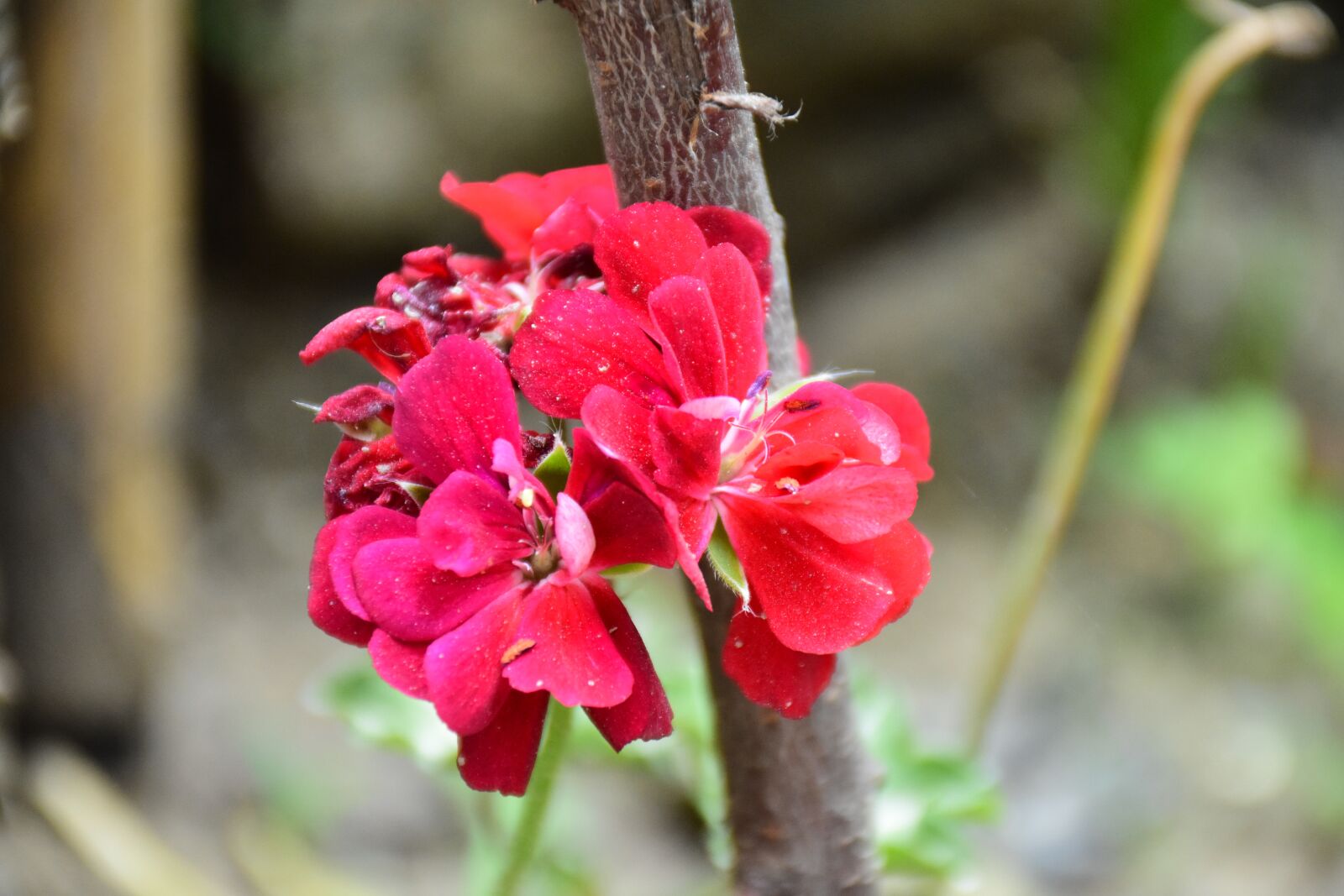 Nikon D7200 sample photo. Red flower, blooming, flower photography