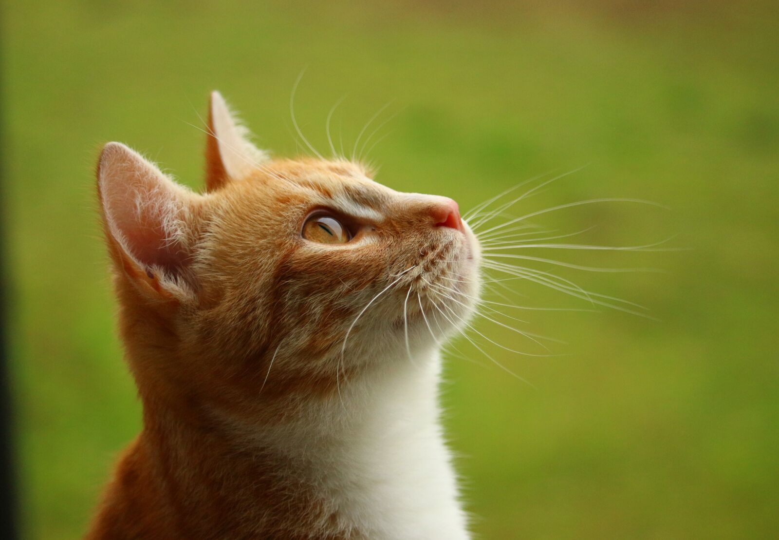 Canon EOS 100D (EOS Rebel SL1 / EOS Kiss X7) sample photo. Cat, mieze, kitten photography