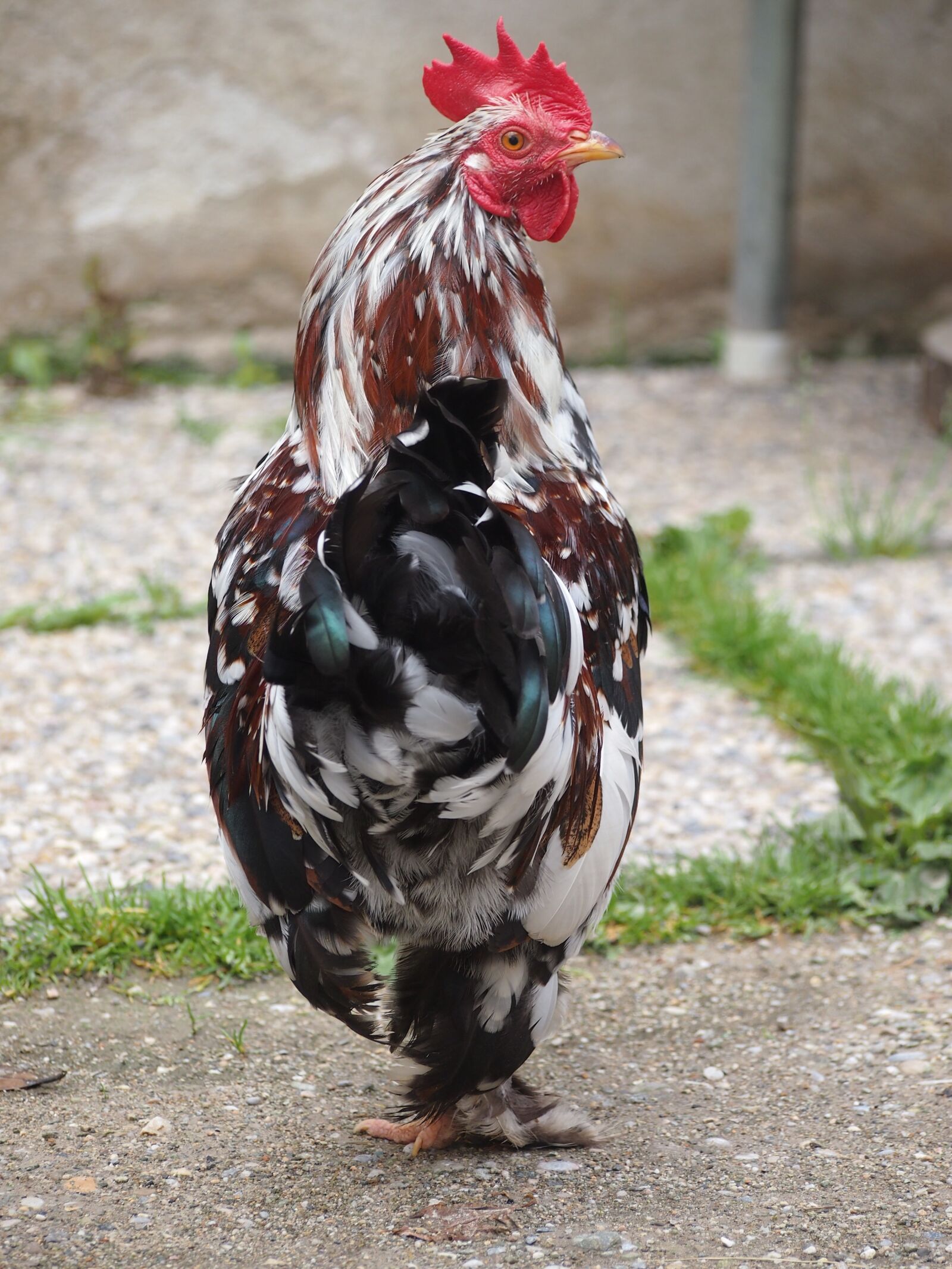Olympus PEN E-PL3 sample photo. Gockel, chicken, colorful photography