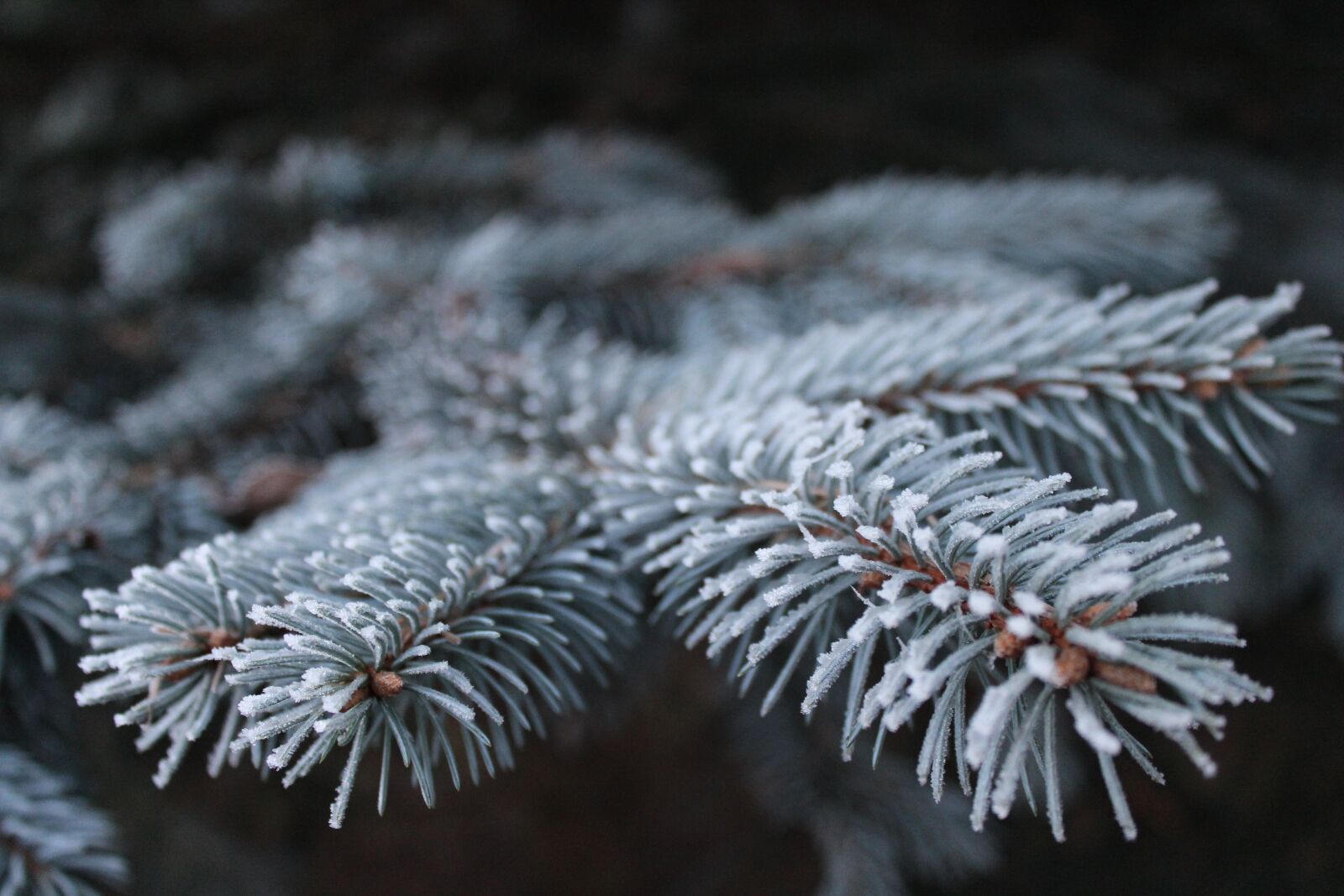 Canon EOS 600D (Rebel EOS T3i / EOS Kiss X5) sample photo. Frost, branch, pine photography