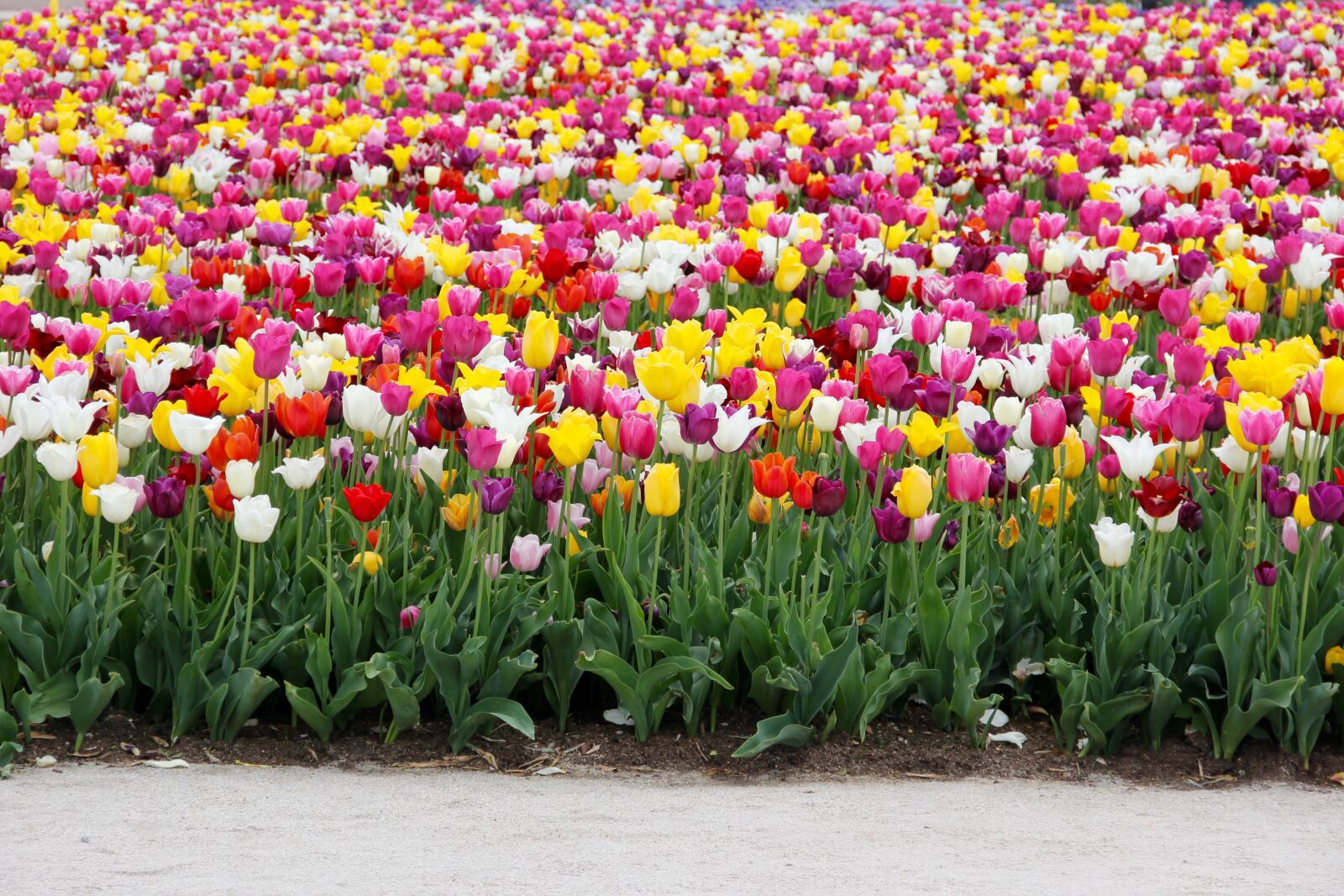 Canon EOS 60D sample photo. Tulips, tulip field, tulpenbluete photography