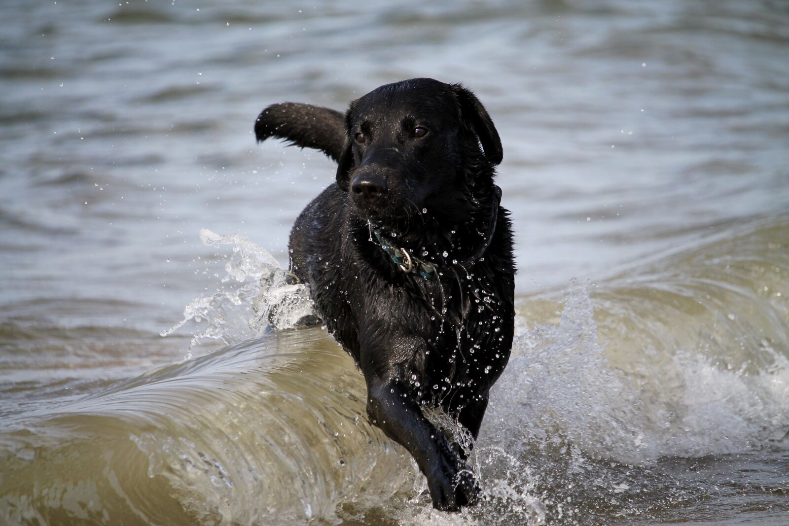 Canon EOS 1100D (EOS Rebel T3 / EOS Kiss X50) + Canon EF-S 55-250mm F4-5.6 IS STM sample photo. Wave, dog, water photography