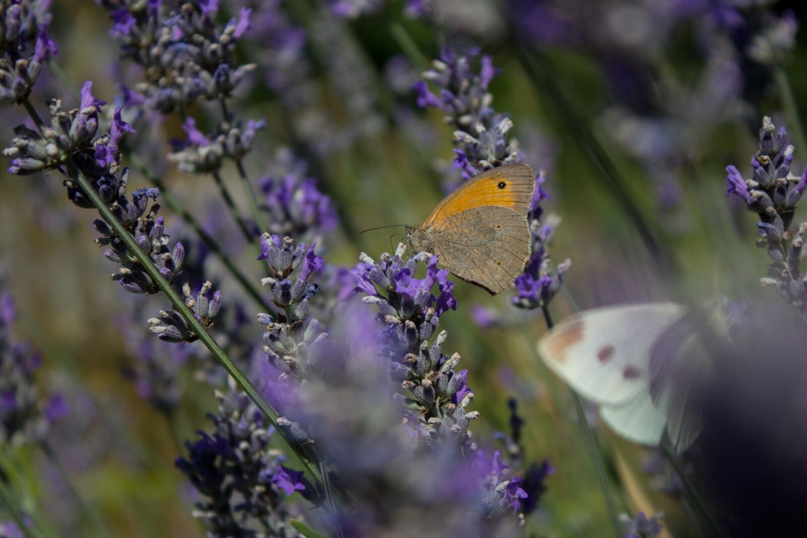 Canon EOS 600D (Rebel EOS T3i / EOS Kiss X5) sample photo. Butterfly, lavender, flower photography