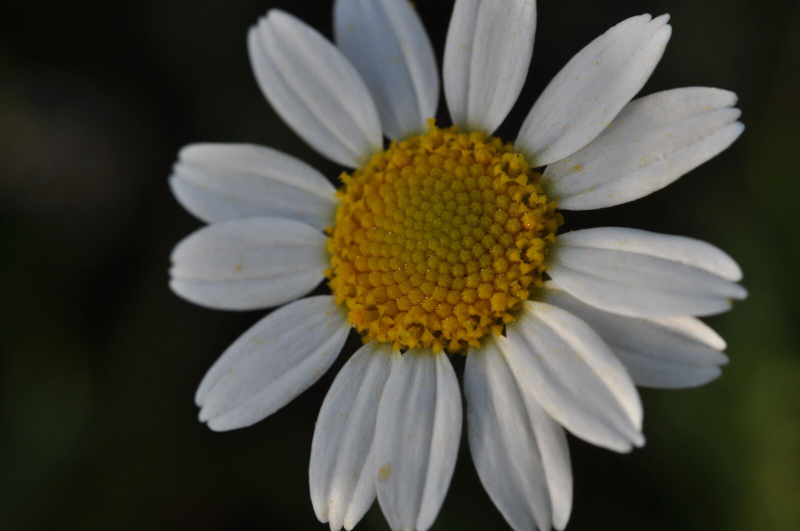 Nikon D5000 sample photo. Flower, margarite, nature photography