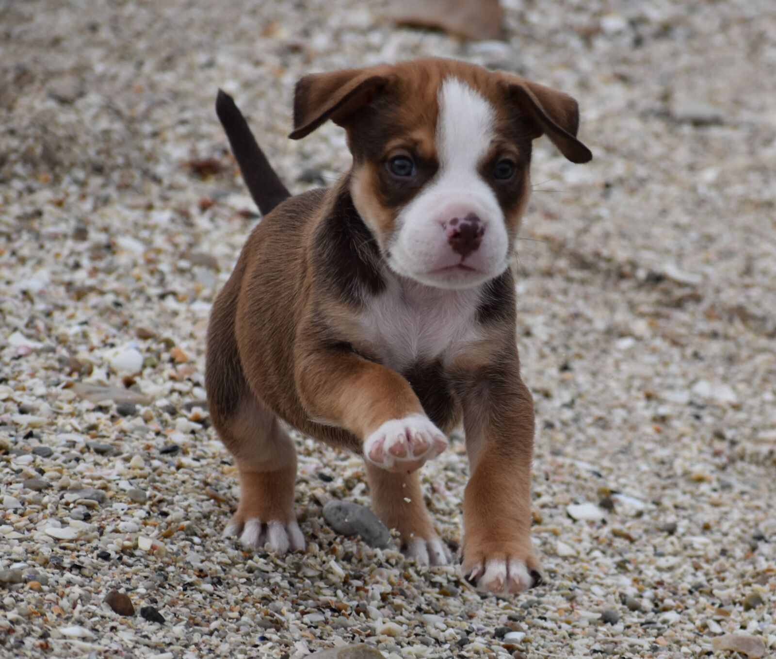 Nikon D5500 sample photo. Dog, cute, puppy photography