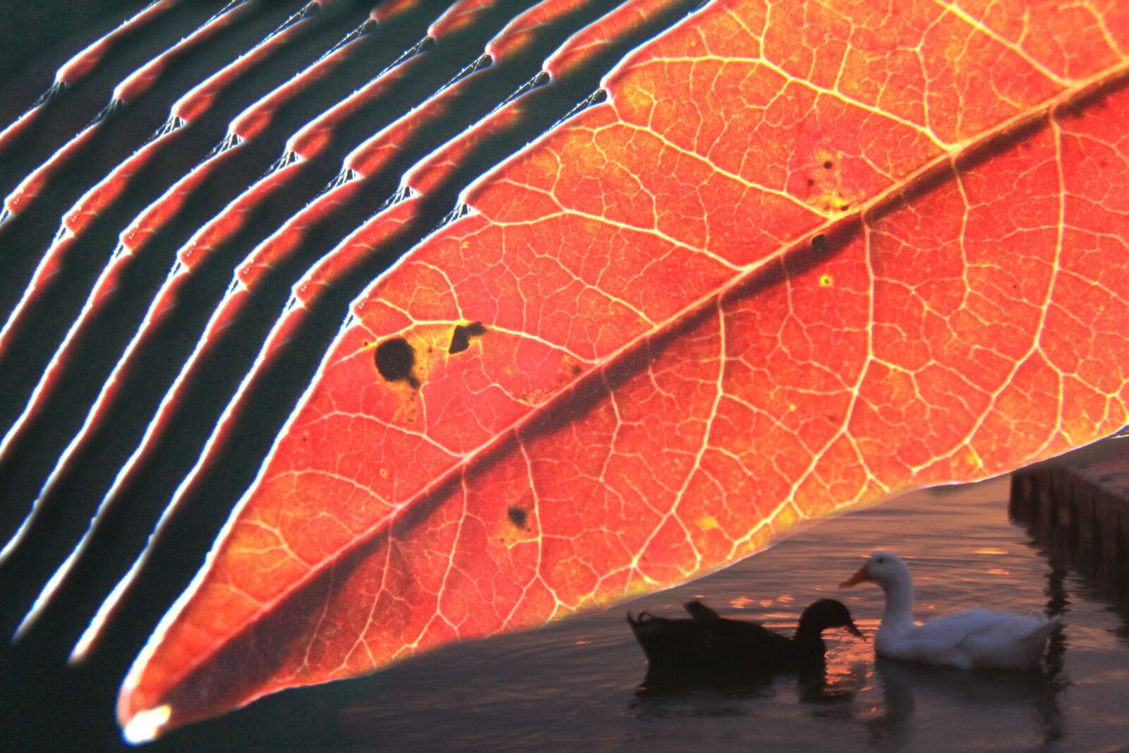 Canon EOS 4000D (EOS Rebel T100 / EOS 3000D) sample photo. Autumn, leaf, abstract photography