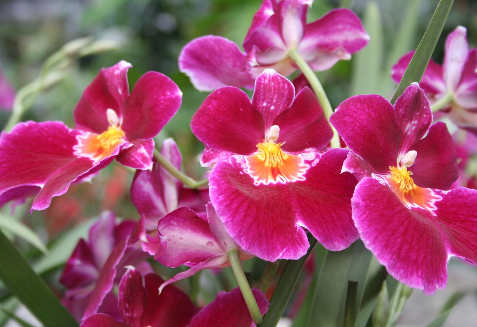 Canon EOS 350D (EOS Digital Rebel XT / EOS Kiss Digital N) sample photo. Red orchid, orchids, pink photography