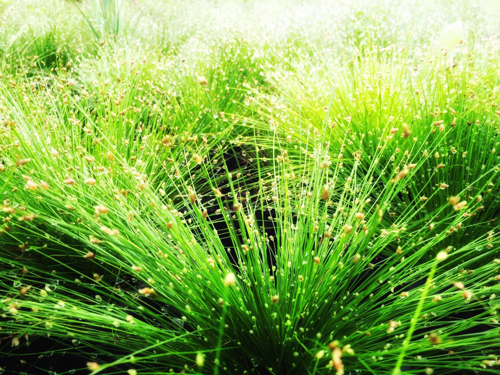 Apple iPhone 6 sample photo. Grass, morning light, grassland photography