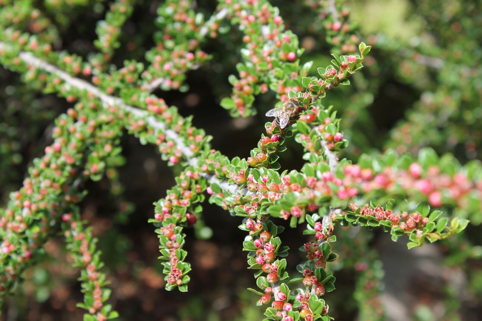 Canon EOS 550D (EOS Rebel T2i / EOS Kiss X4) sample photo. Flora, plant, landscape photography