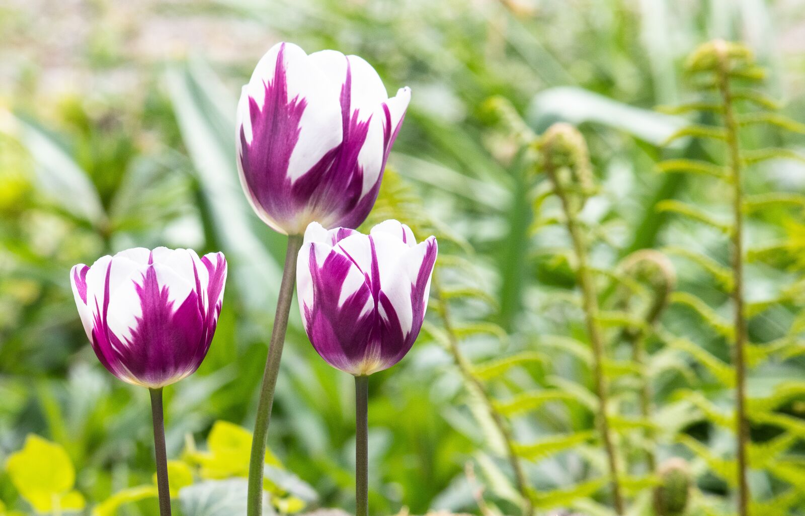 Canon EF-S 55-250mm F4-5.6 IS STM sample photo. Tulip, flower, plant photography