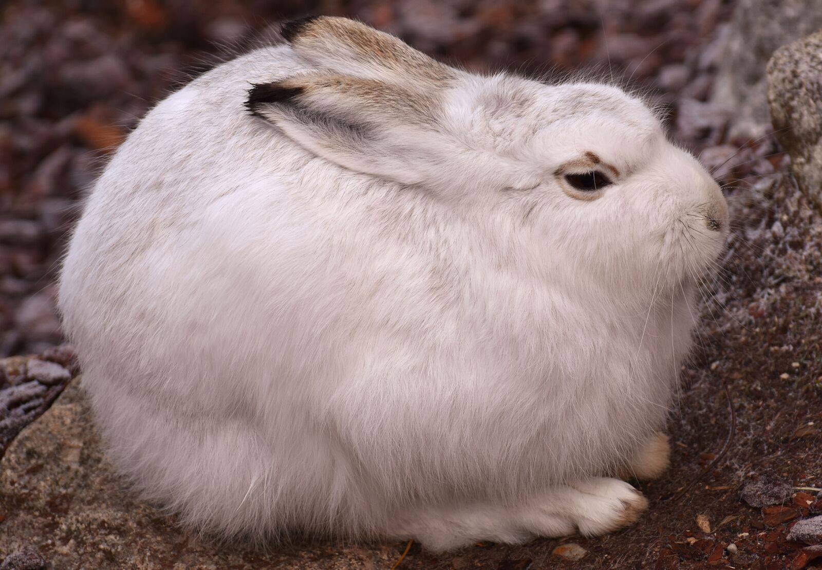 Nikon D7200 sample photo. Schneehase, cute, zoo photography