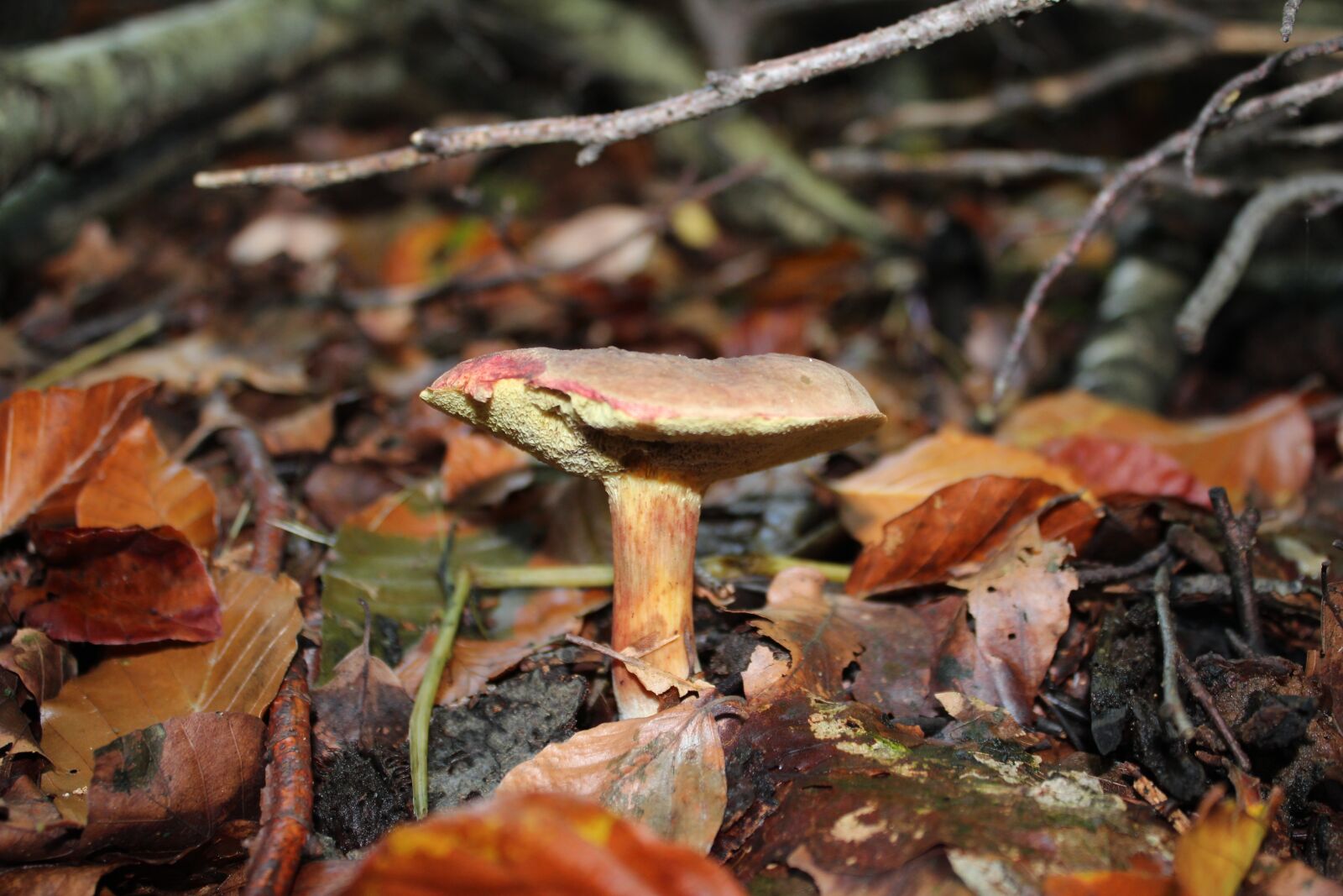 Canon EOS 600D (Rebel EOS T3i / EOS Kiss X5) sample photo. Chestnut, cep, forest photography