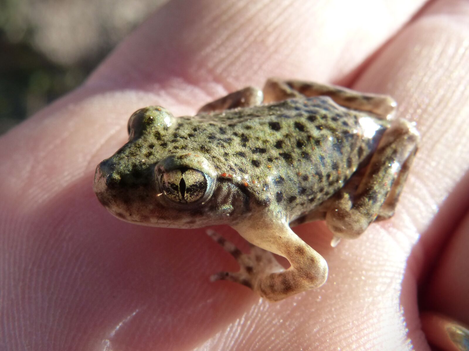 Panasonic DMC-FZ62 sample photo. Frog, small frog, lower photography