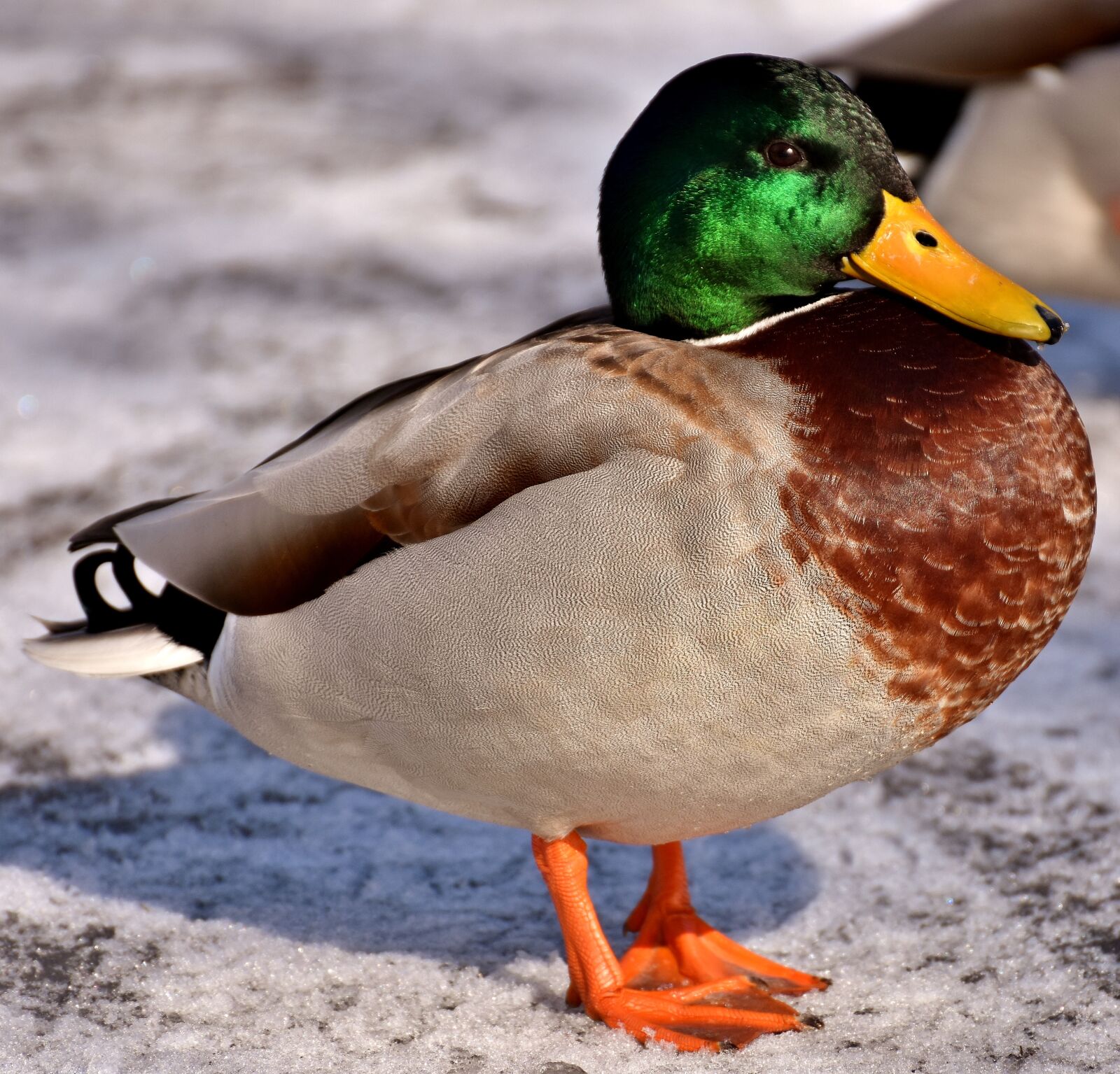 Nikon D7200 sample photo. Mallard, males, bread photography