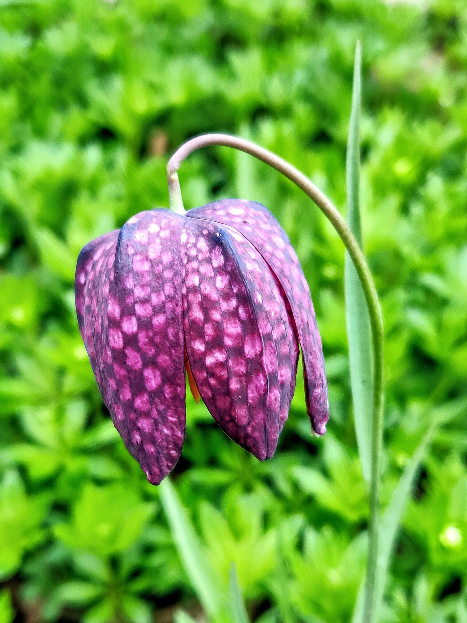 OnePlus 6 sample photo. Flower, outdoors, purple photography