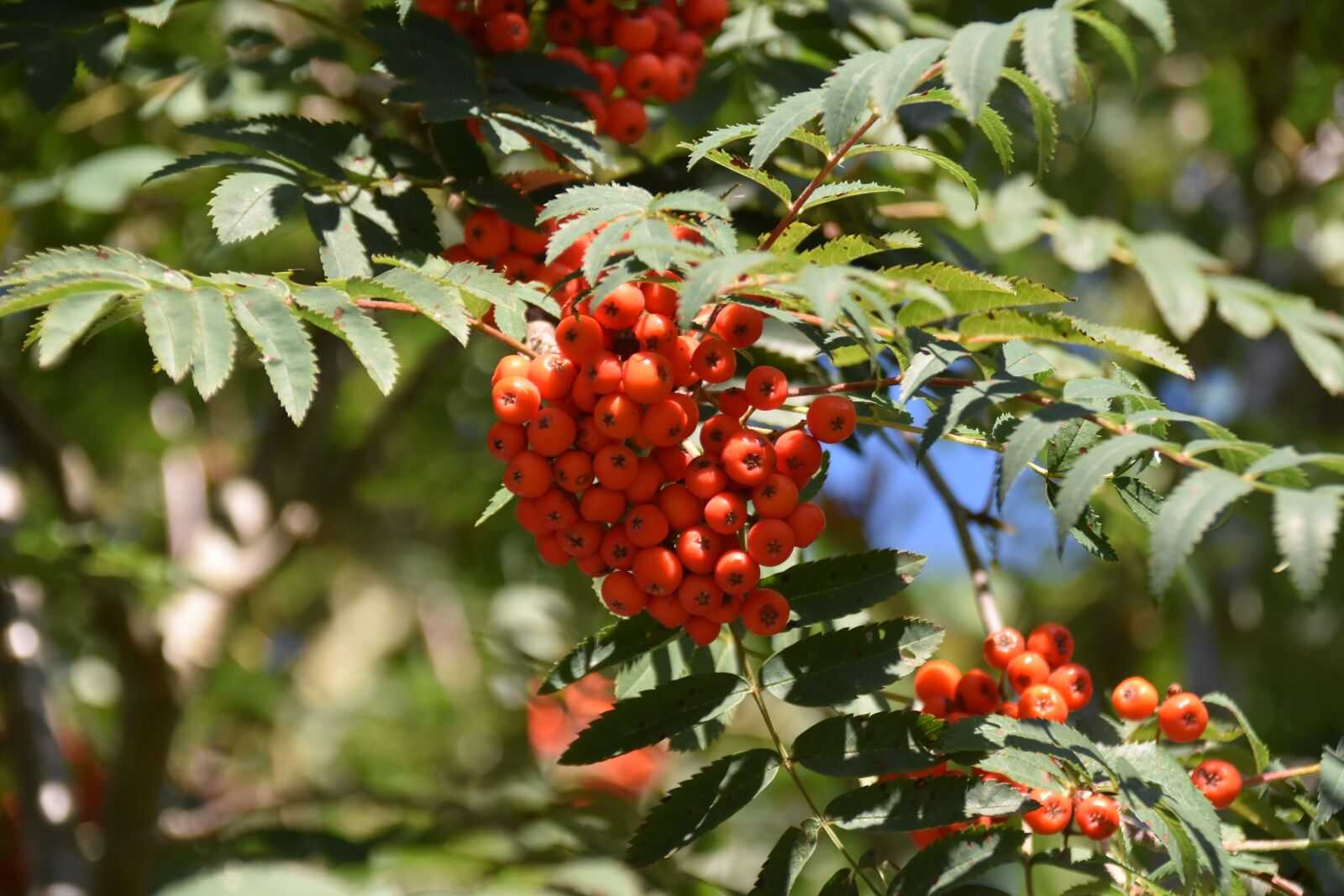 Nikon D5600 sample photo. Tree, shrub, shrub cotonenaster photography
