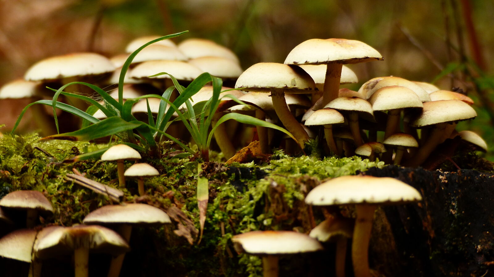Panasonic Lumix DMC-FZ200 sample photo. Autumn, forrest, mushroom, nature photography