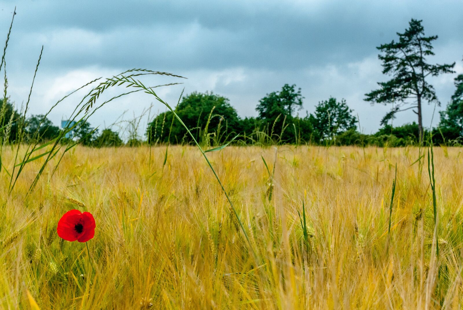 Nikon D80 sample photo. Poppy, fields, wheat photography