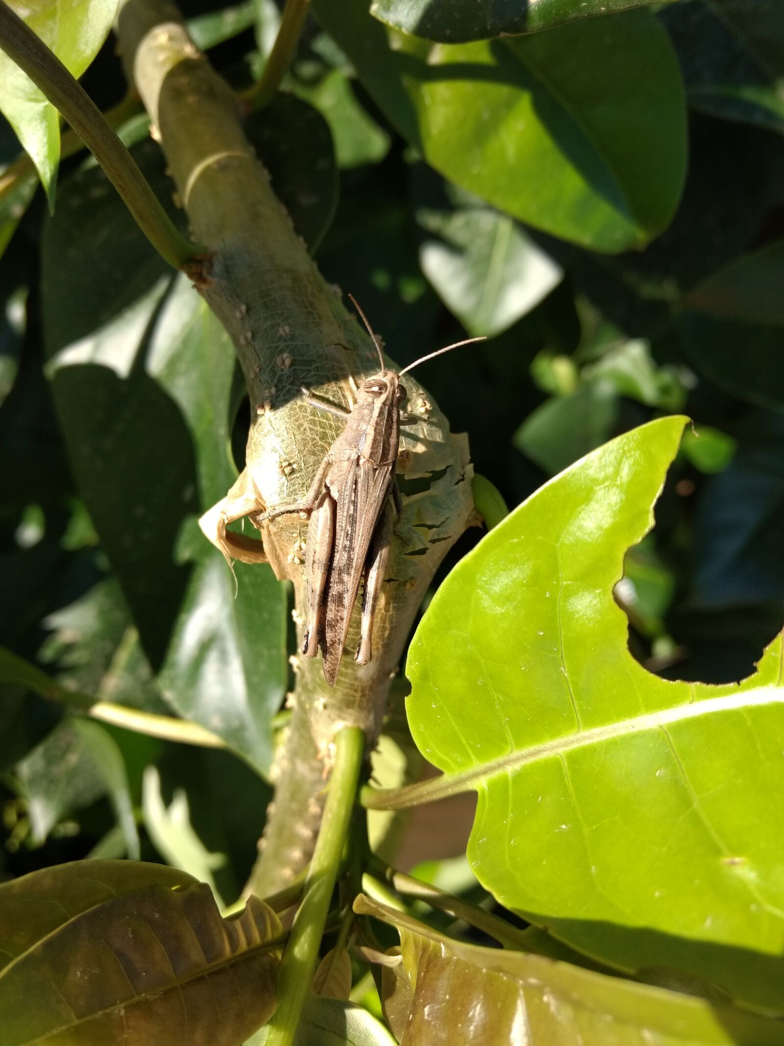 Motorola Moto G (4) sample photo. Grasshopper, nature, insect photography