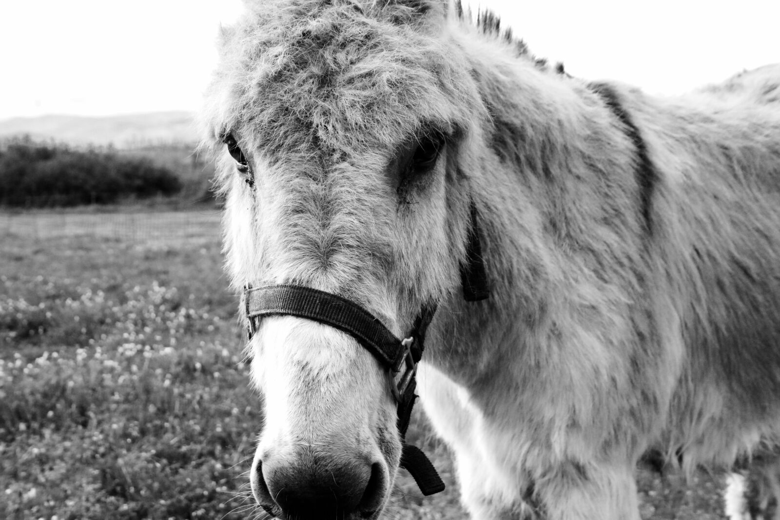 Canon EF-S 18-55mm F3.5-5.6 II sample photo. Donkey, animal, black white photography