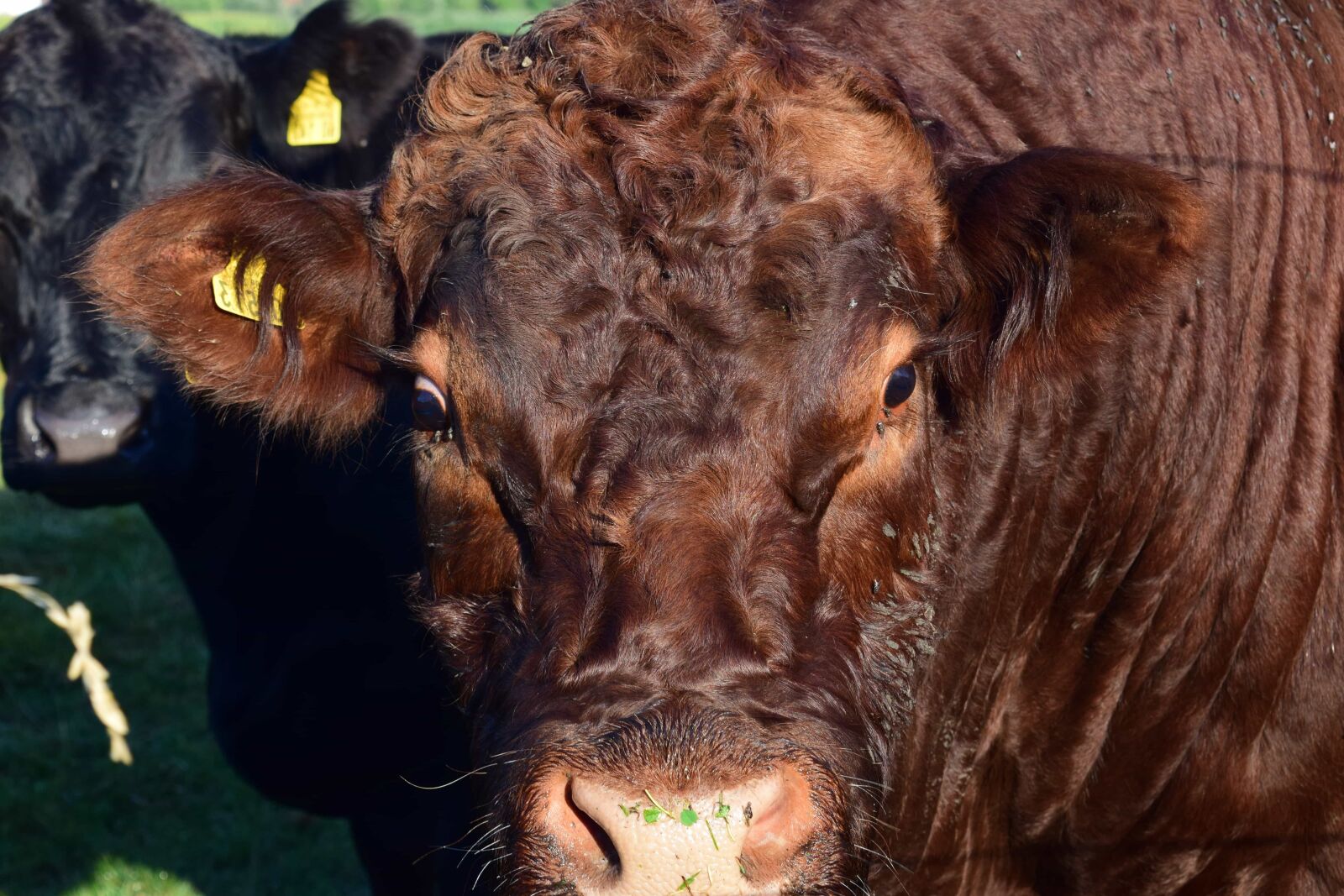 Nikon D3300 sample photo. Agriculture, cow, calf, livestock photography