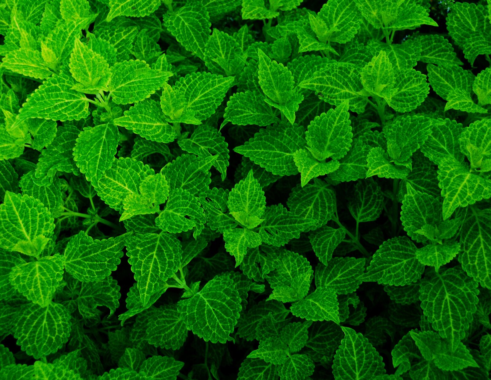 Nikon D200 sample photo. Green, leaves, plants photography