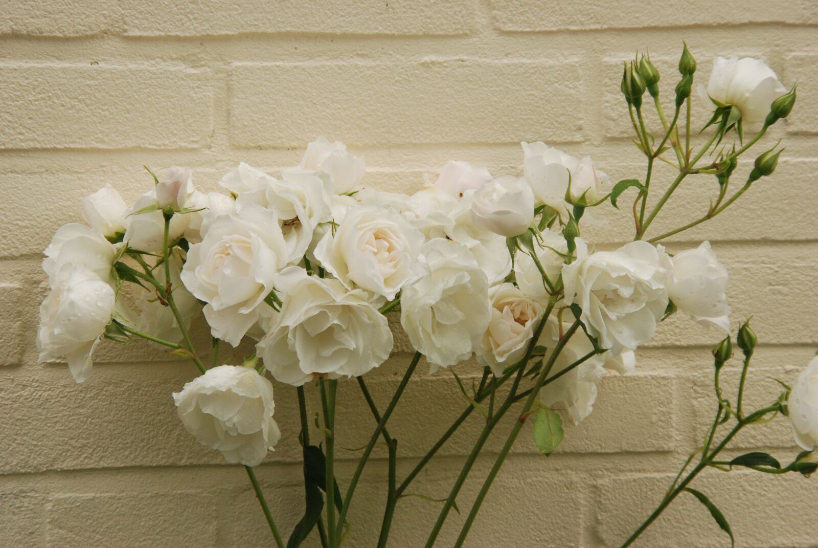 Nikon D80 sample photo. Rose, white, wall photography