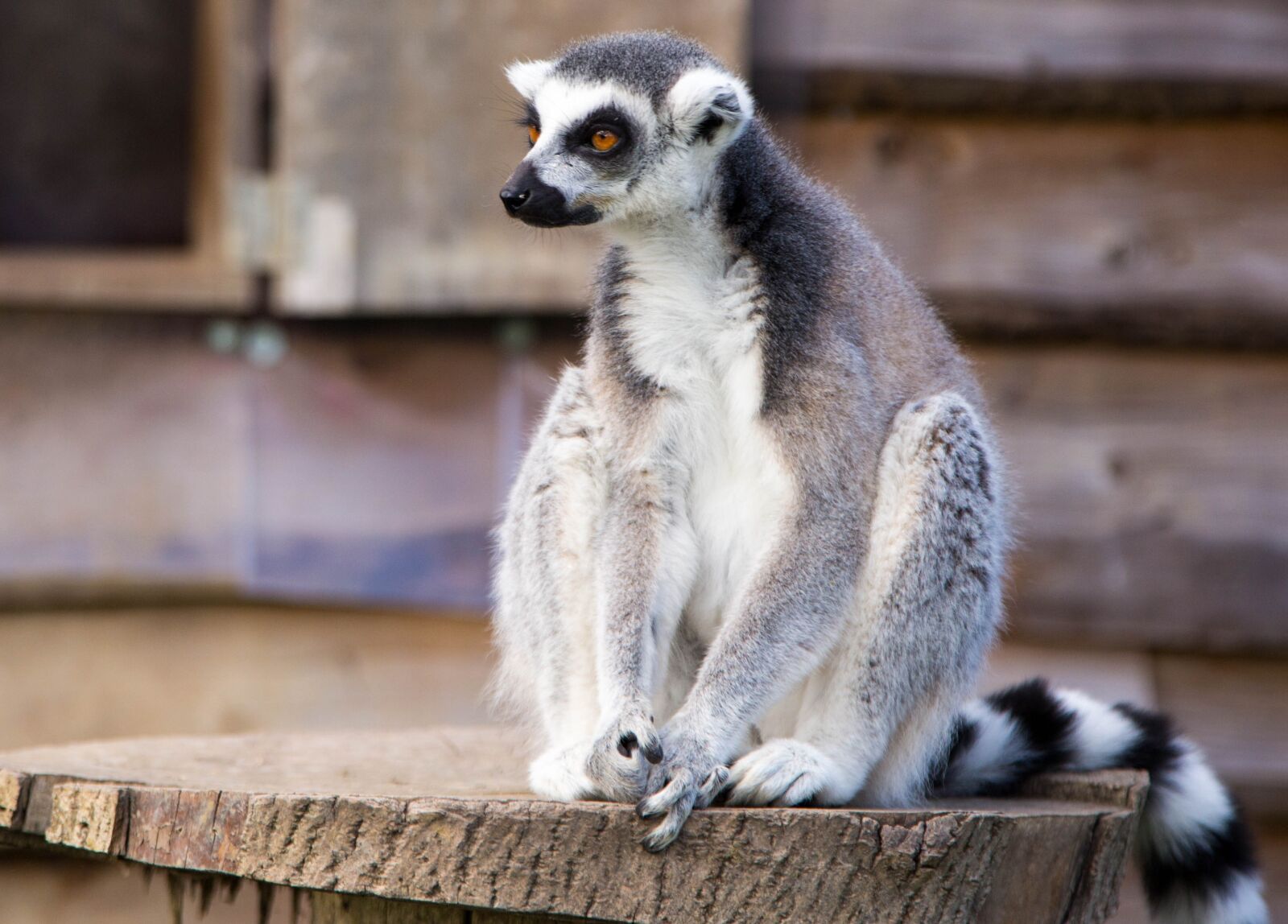 Canon EF 24-105mm F4L IS USM sample photo. Lemur, ring tailed, primate photography