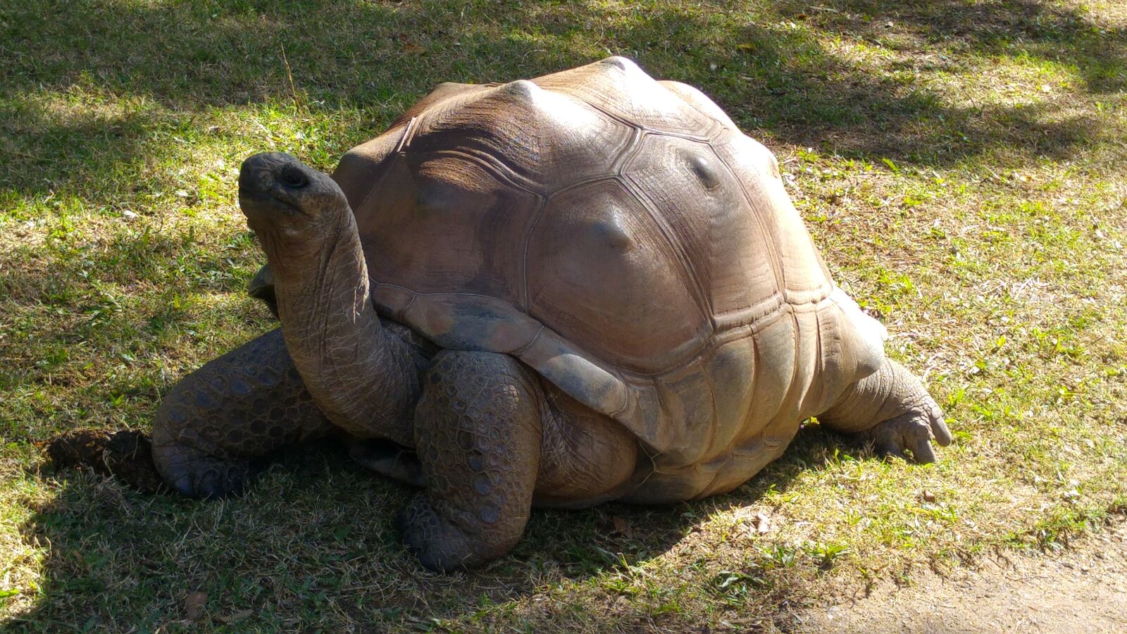 LG G4 sample photo. Turtle, nature, animal photography
