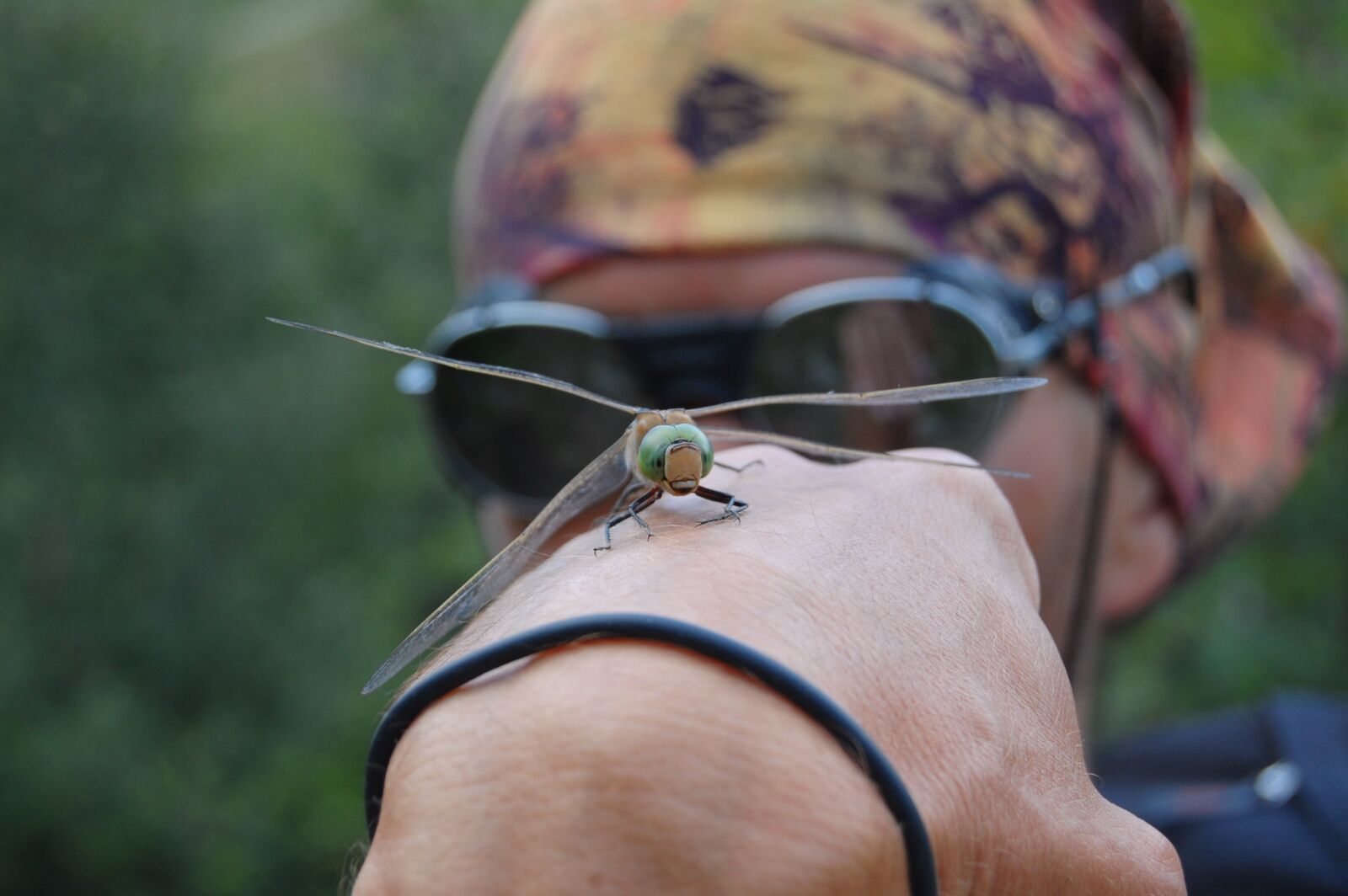 Nikon D40 sample photo. Pirate, dragonfly, composition photography