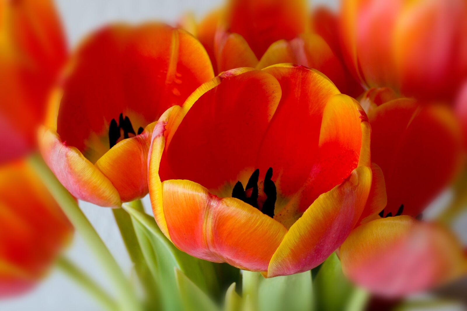 Canon EOS 600D (Rebel EOS T3i / EOS Kiss X5) sample photo. Tulip, flower, nature photography