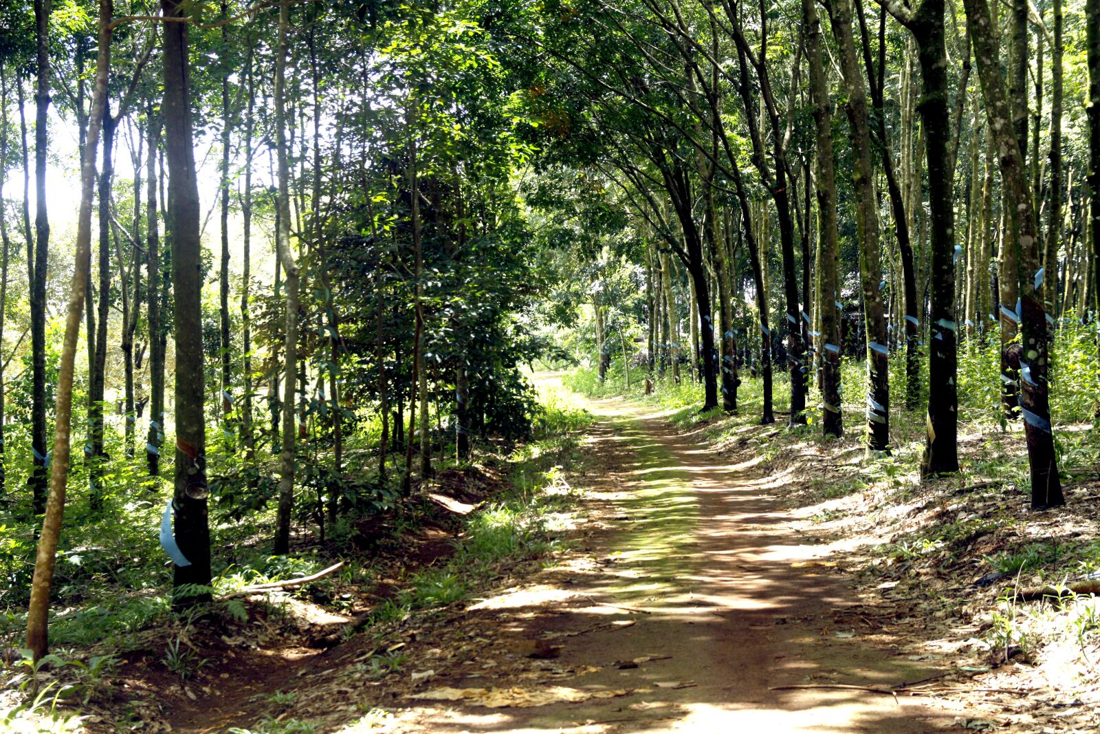 Canon EOS 50D sample photo. Rubber forest, rubber, trails photography