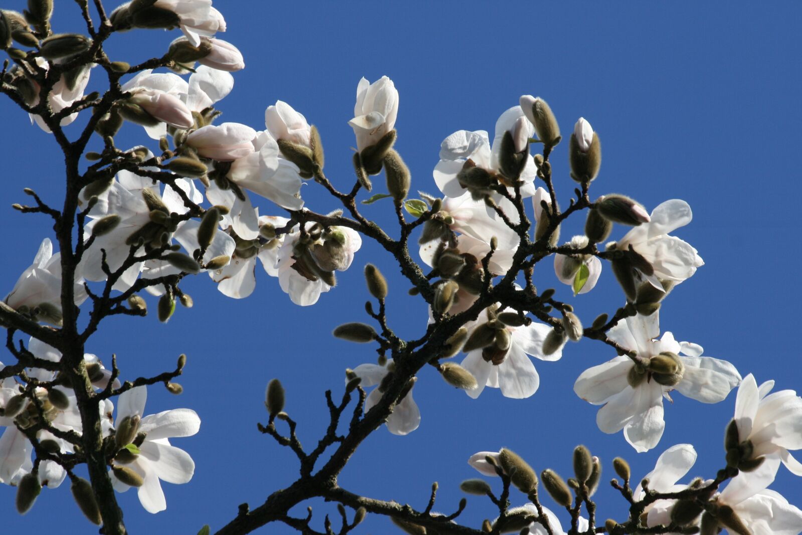 Canon EOS 400D (EOS Digital Rebel XTi / EOS Kiss Digital X) sample photo. Magnolia, blue sky, white photography