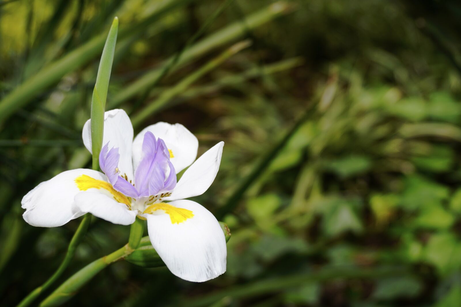 Sony a6000 sample photo. Flora, plant, flower photography