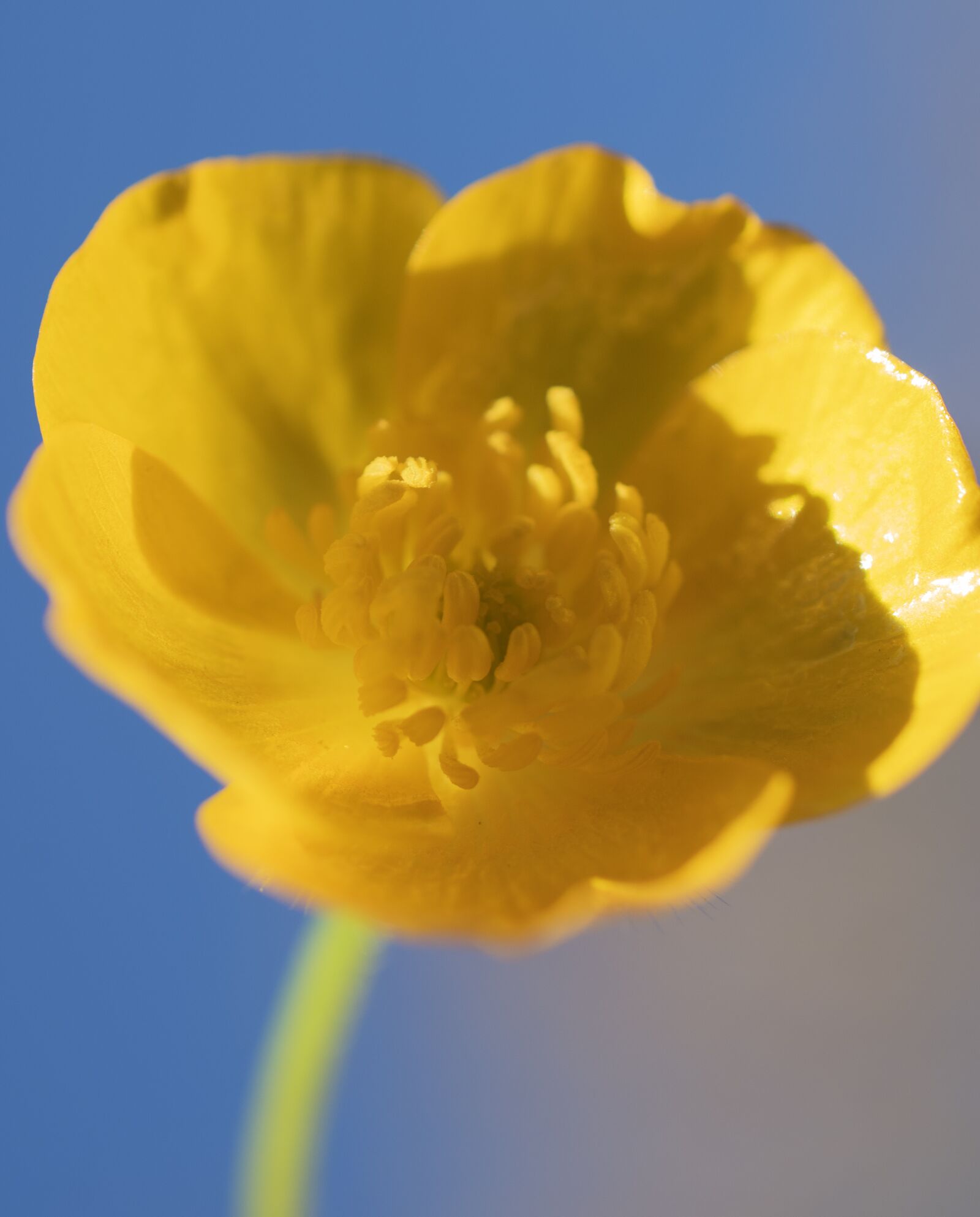 Nikon D5600 sample photo. Flower, yellow, buttercup photography