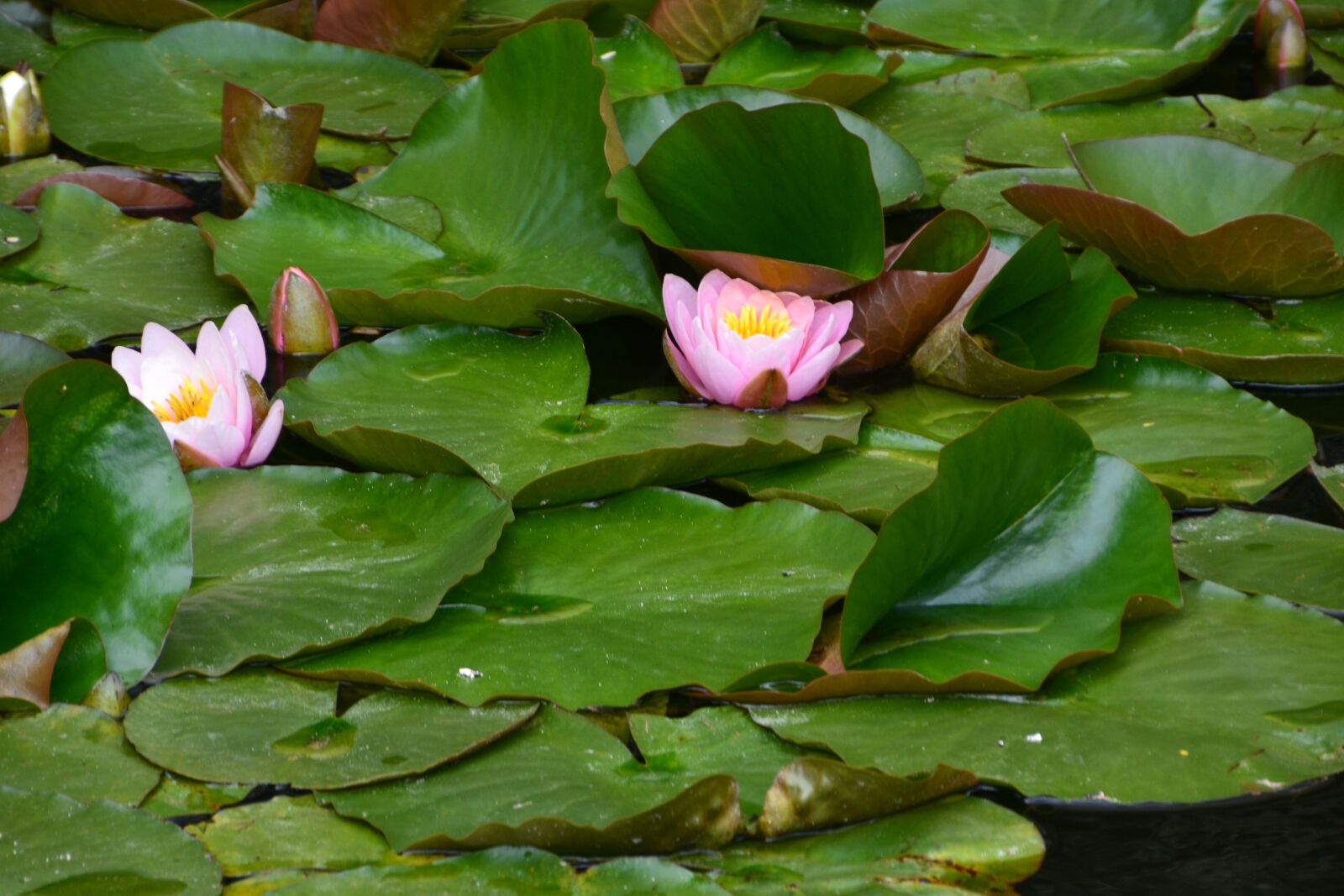 Nikon D3100 sample photo. Waterlilies, lake, flower photography