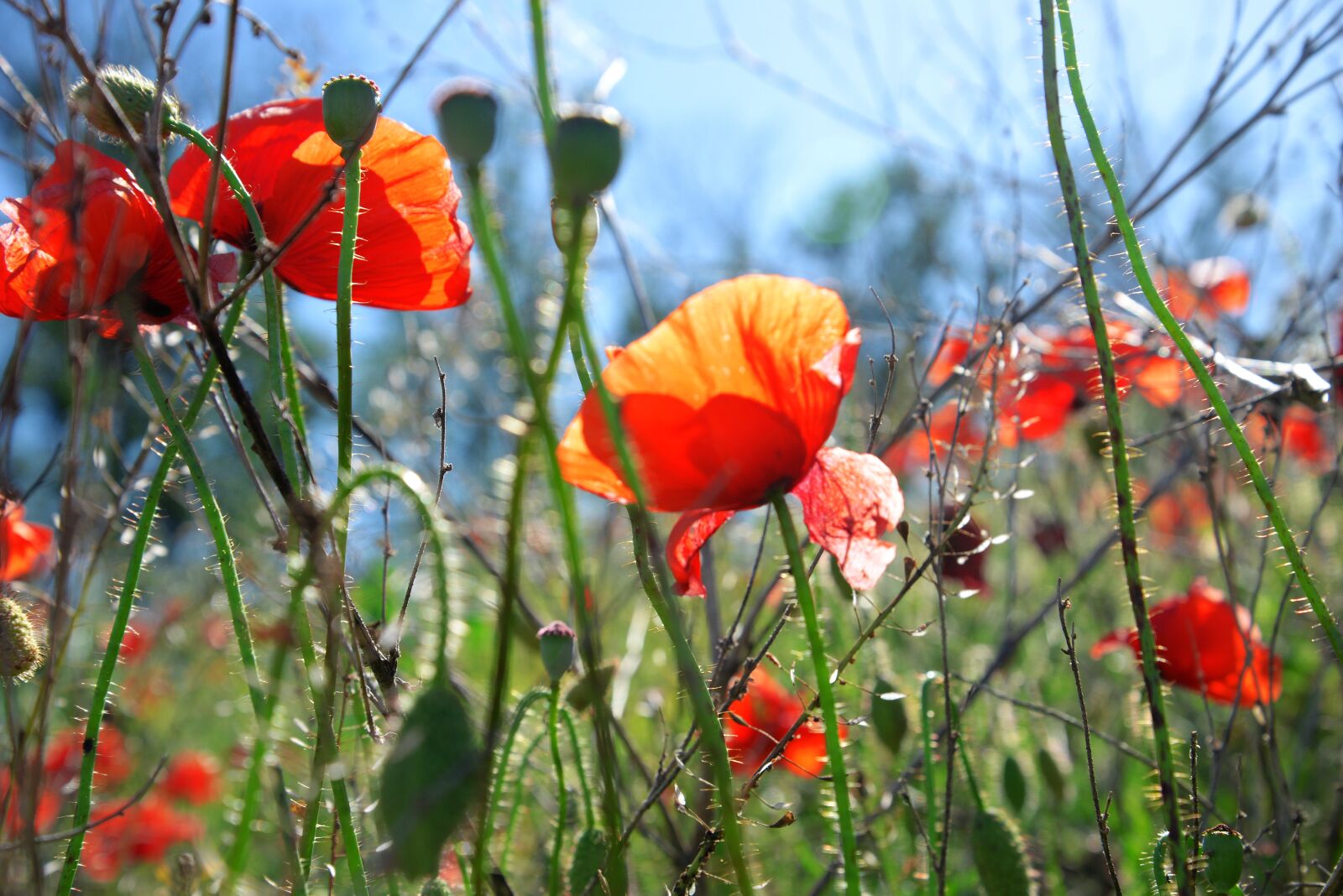 Nikon D610 sample photo. Mack, maki, field photography
