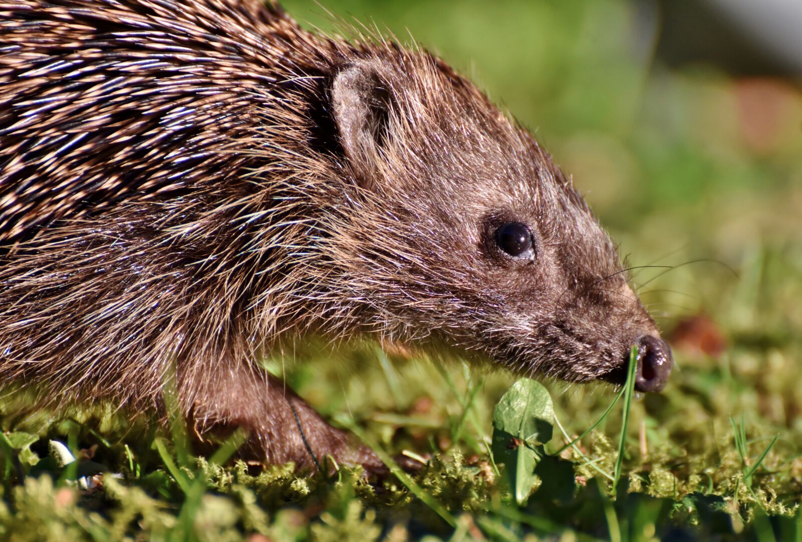 Nikon D7200 sample photo. Hedgehog, spur, hannah photography