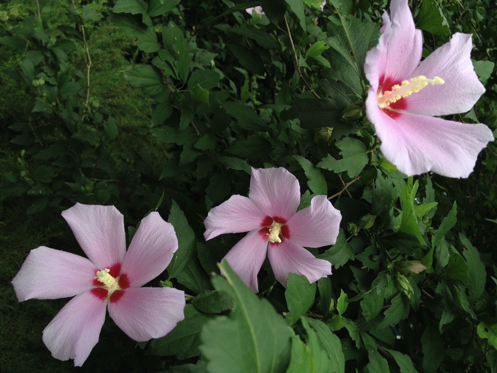 iPhone 4S back camera 4.28mm f/2.4 sample photo. Rose of sharon, flowers photography