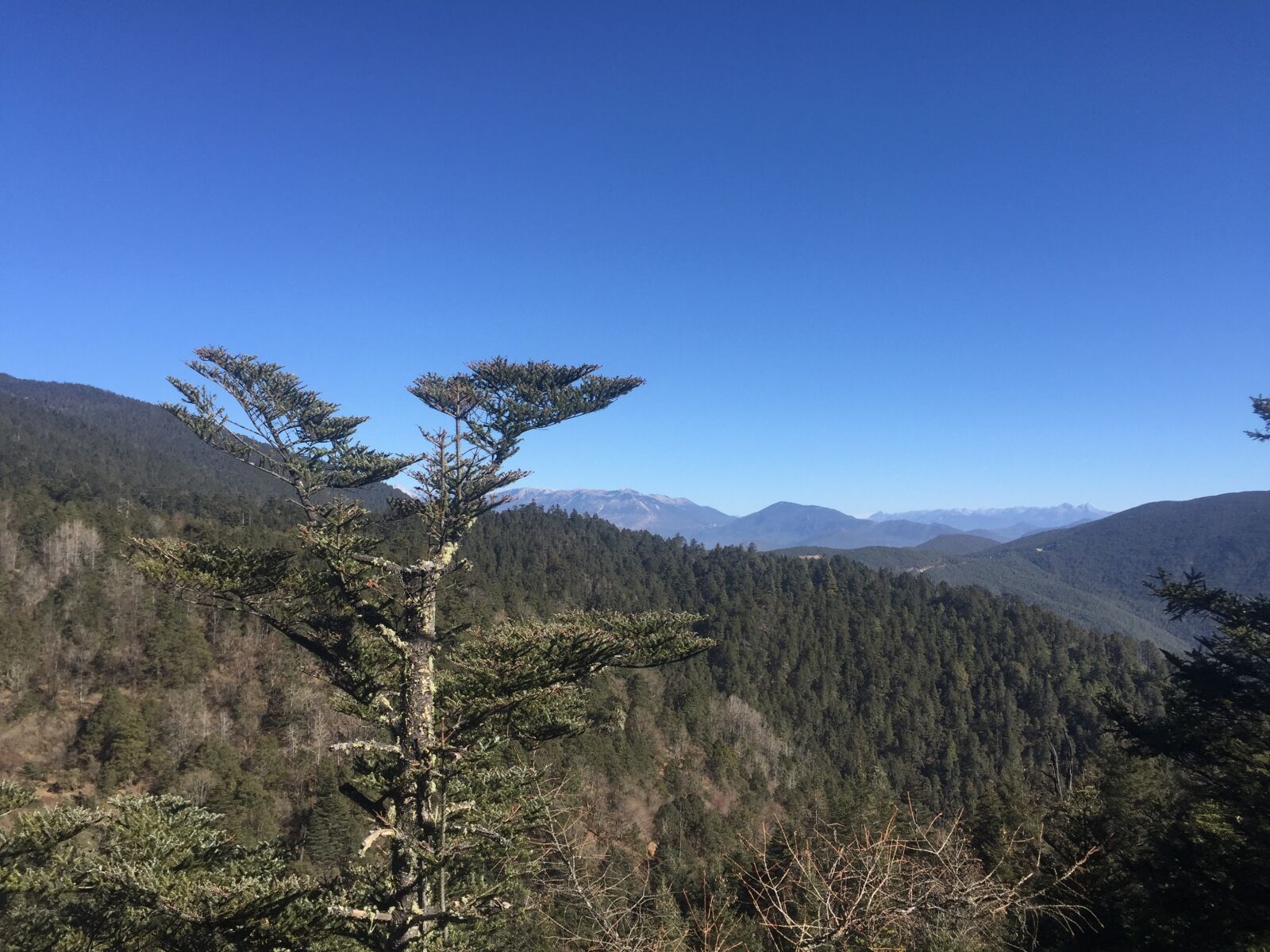 Apple iPhone 6 sample photo. Tree, mountain, the scenery photography