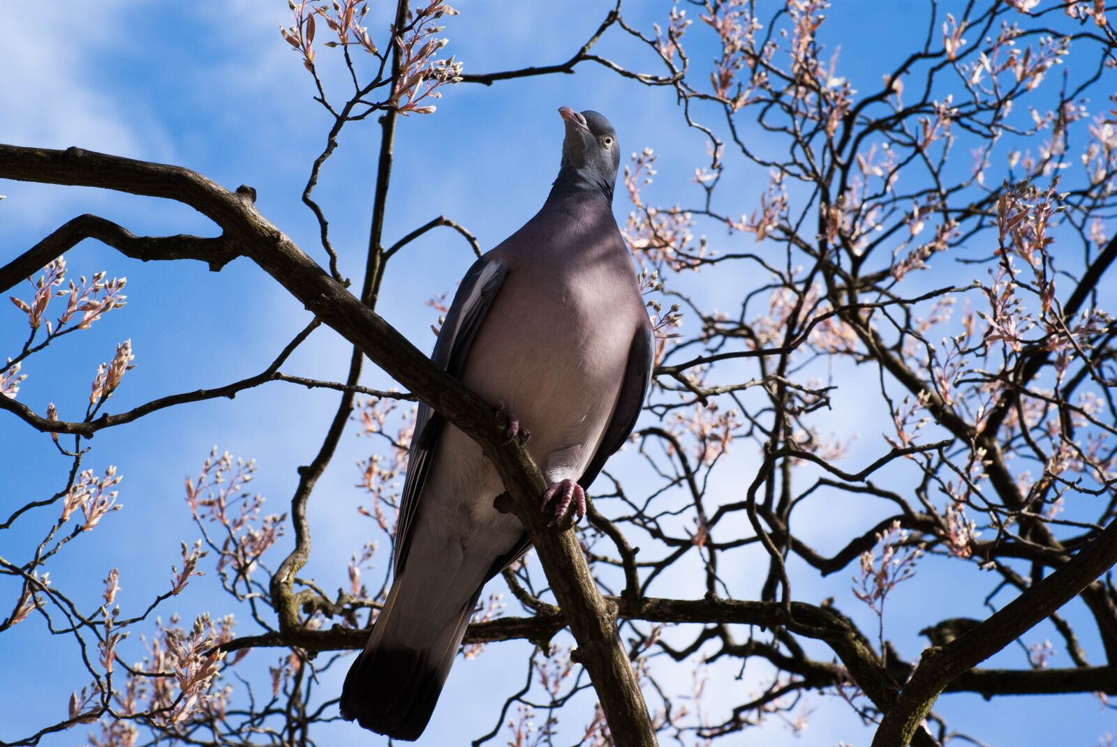 Sony Alpha DSLR-A300 + Sony DT 55-200mm F4-5.6 SAM sample photo. Dove, spring, bird photography