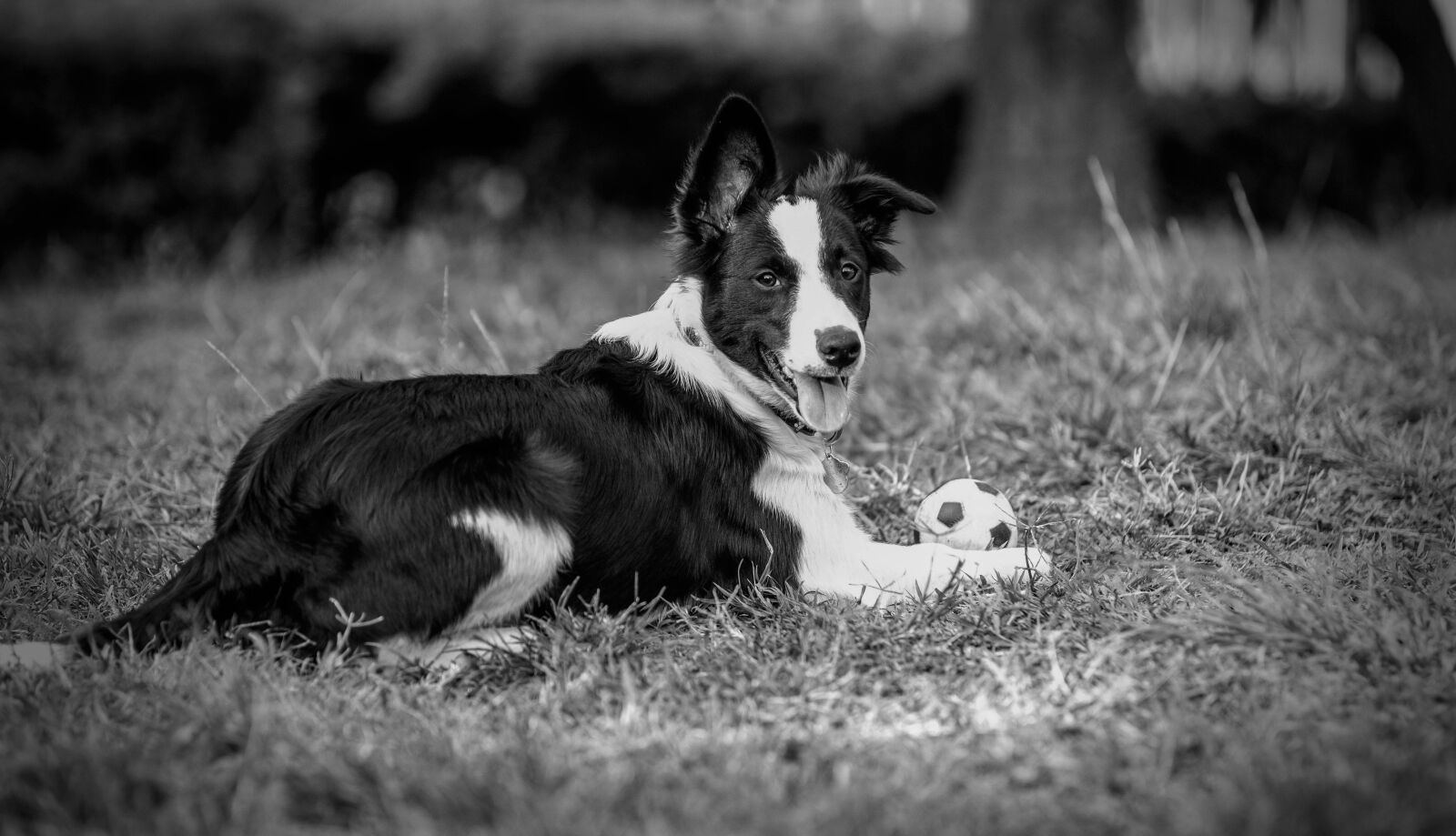 Canon EOS 70D sample photo. Dogs, border, animal photography