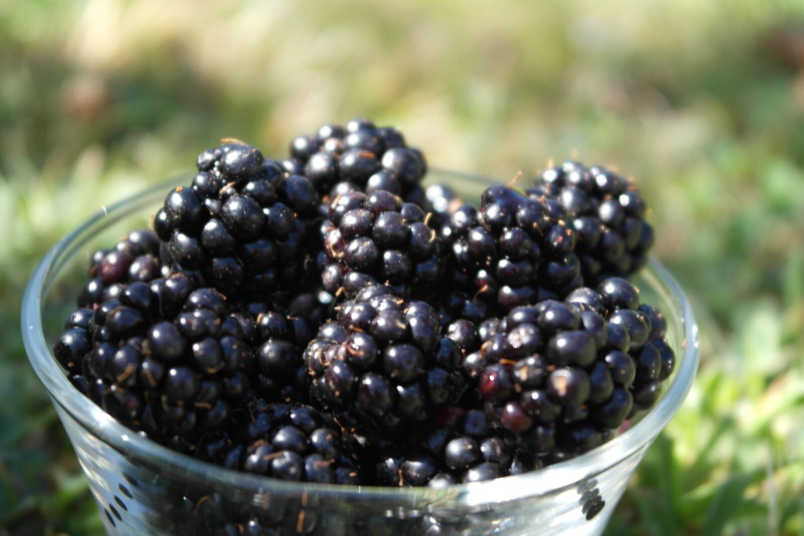 Samsung NX1000 sample photo. Blackberry, fruit, taste photography