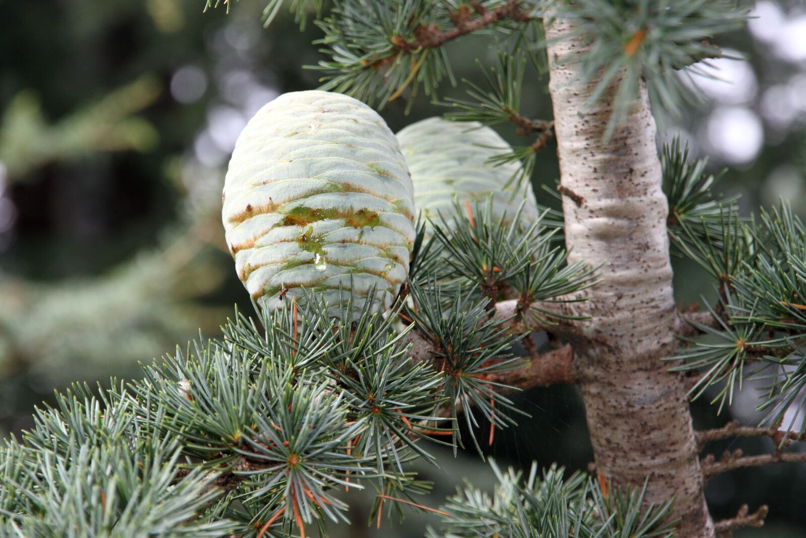 Canon EOS 7D sample photo. Pine cones, resin, tree photography