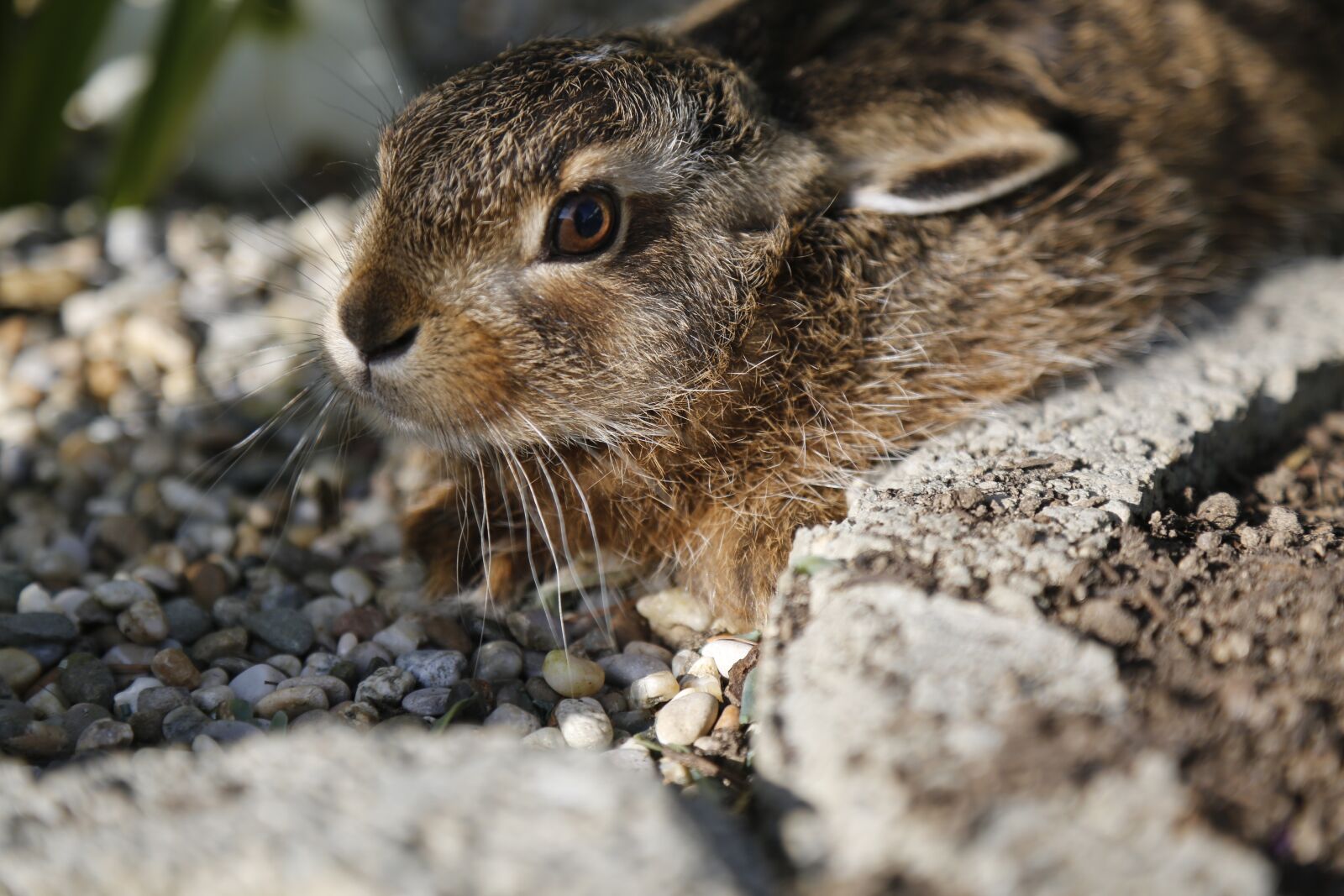 Canon EF 24-105mm F4L IS USM sample photo. Hare, meister lampe, wild photography