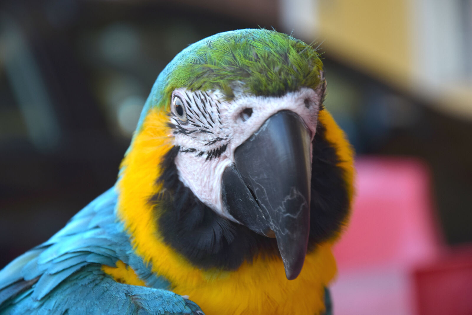 Nikon D3300 sample photo. Bird, color, color, parrot photography