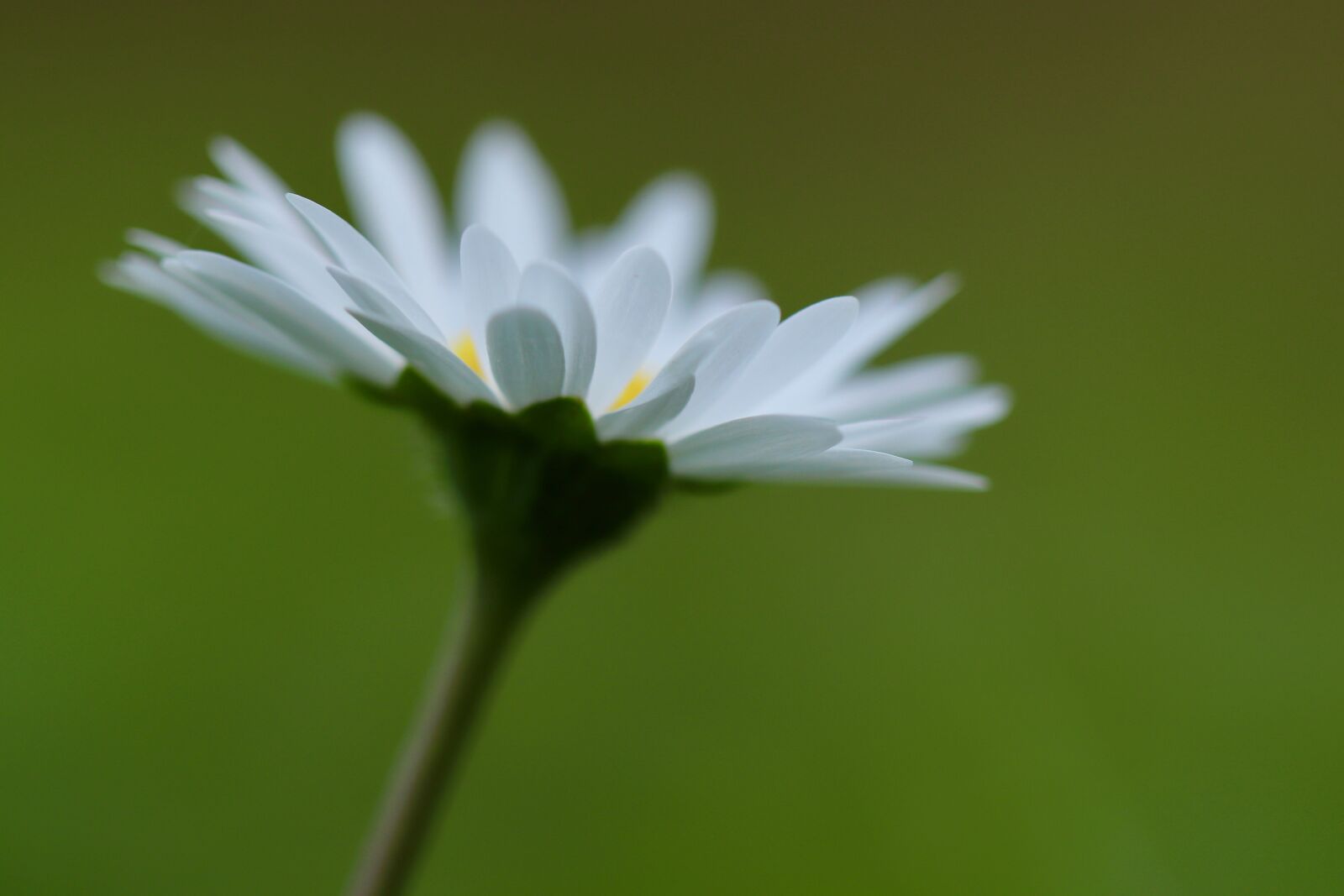 Canon EOS 800D (EOS Rebel T7i / EOS Kiss X9i) sample photo. Daisy, grassland plants, pointed photography