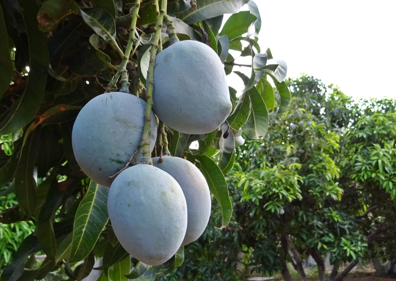 Sony DSC-HX60V sample photo. Mango, fruit, mangifera indica photography